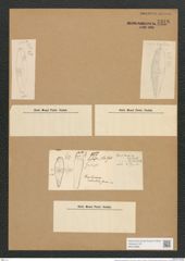 Gomphonema herculeanum Ehr. (de-Toni-Nr.: Genus 37, Species 1724) Zeichnungen Sammlung Grunow Nr. 3348 (NHMW-BOT-W0370858)